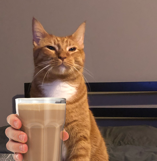 chocolate milk cat
